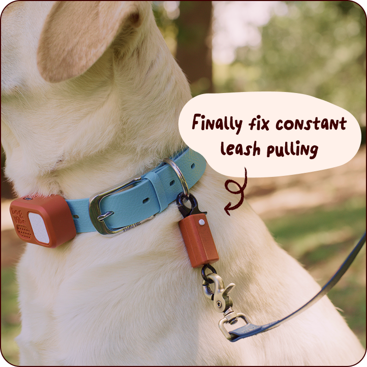 Leash Module